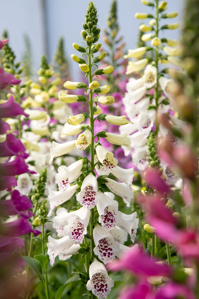 Foxglove, Dottie White