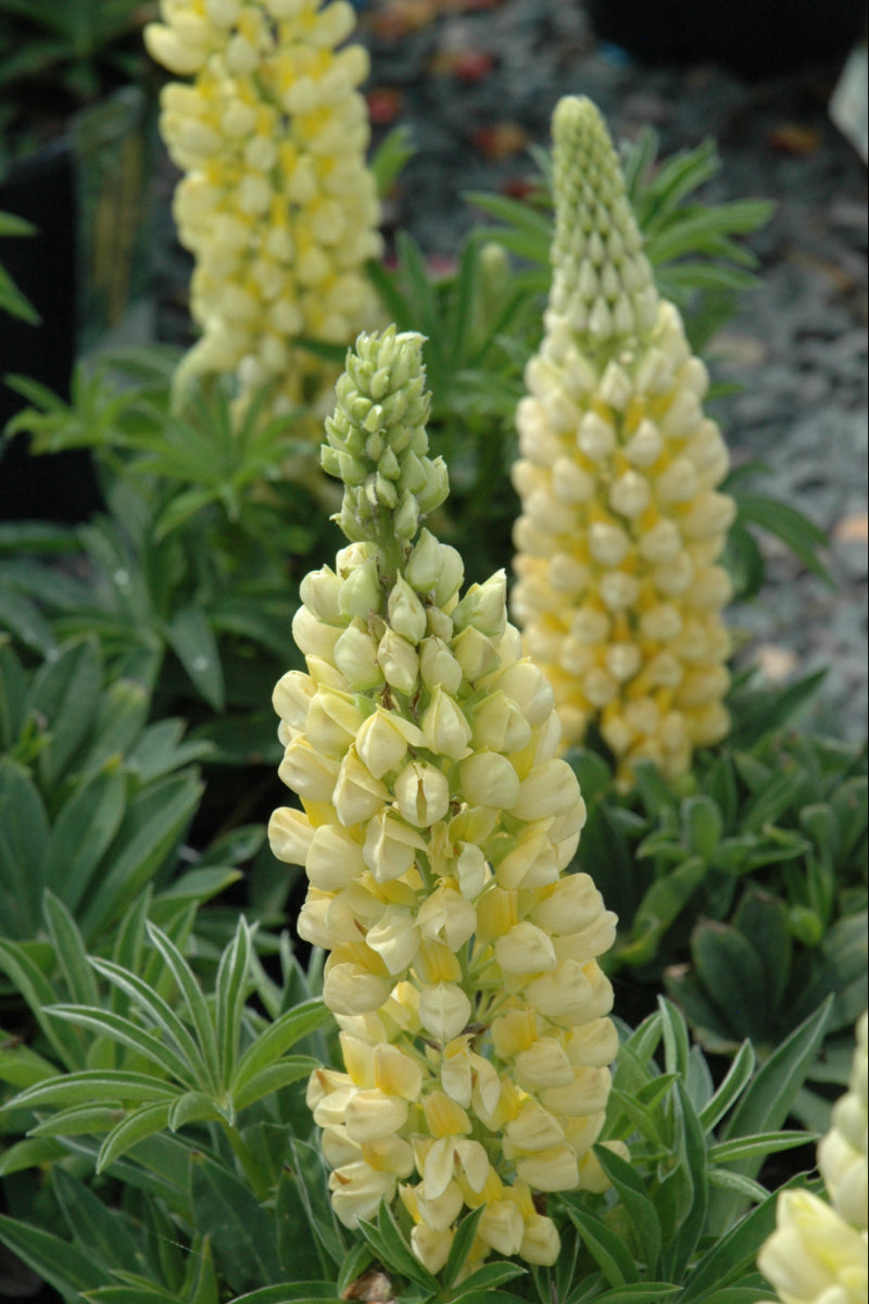 Lupine, Gallery Yellow