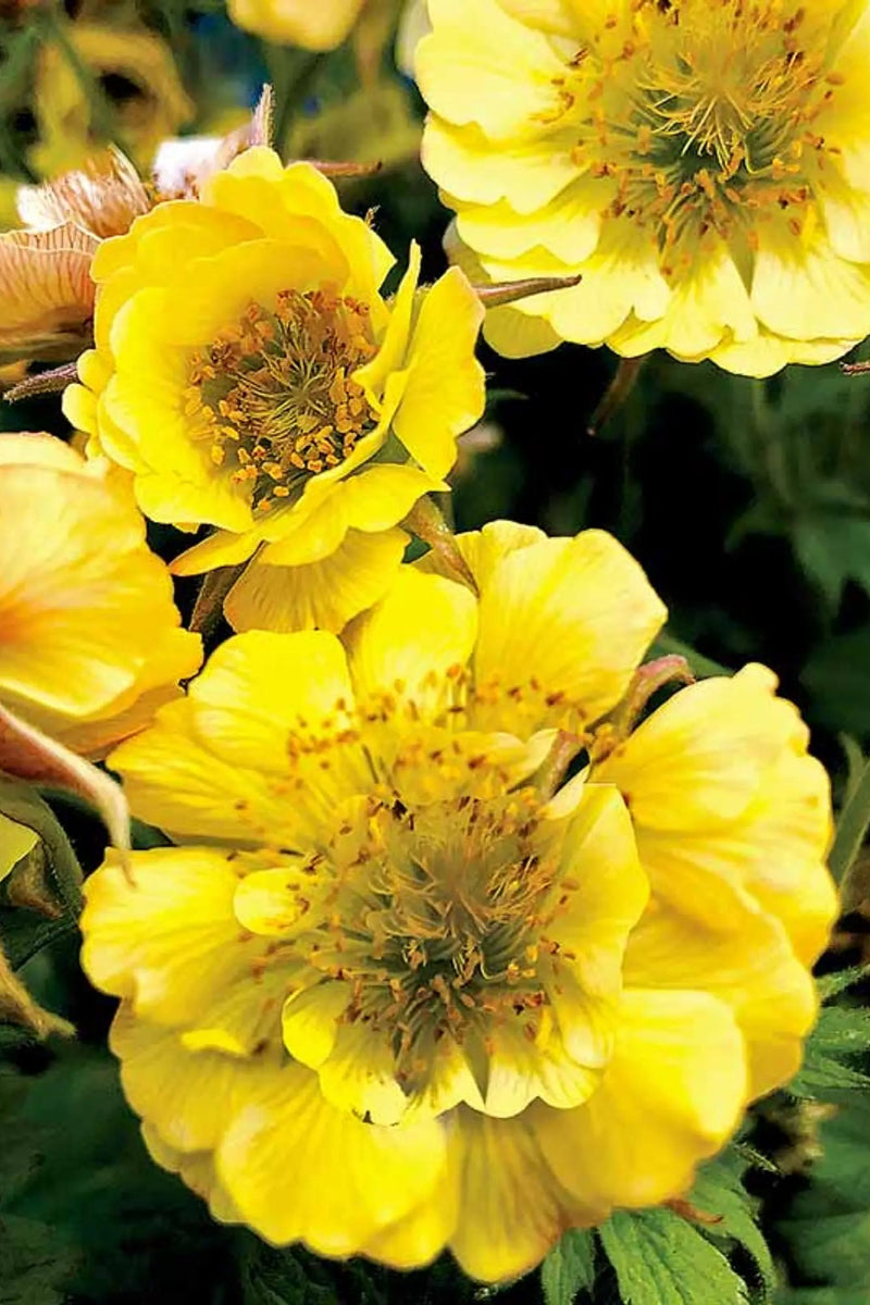 Geum, Temptation Yellow