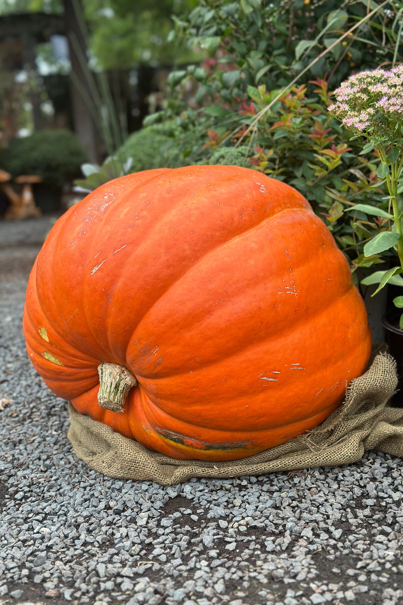 Pumpkin, Giant Large