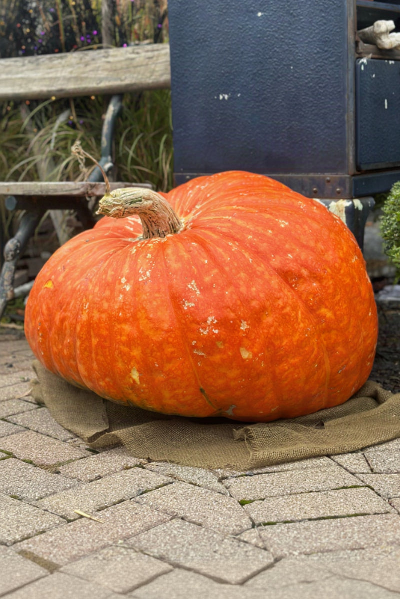 Pumpkin, Giant Xx-Large