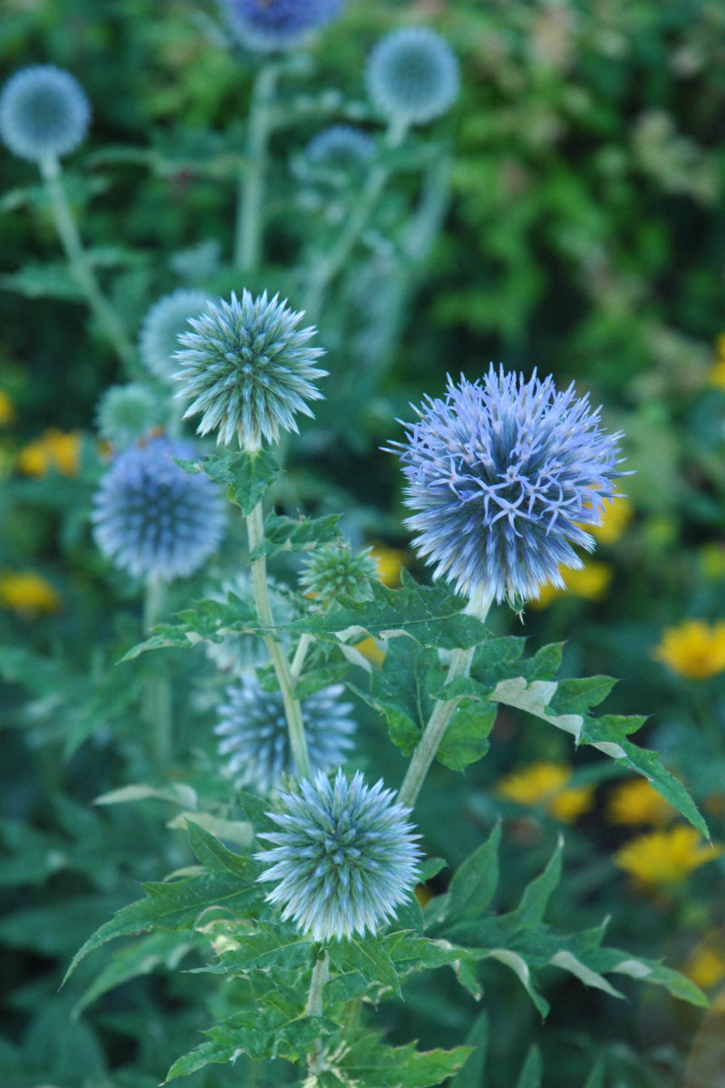 Globe Thistle