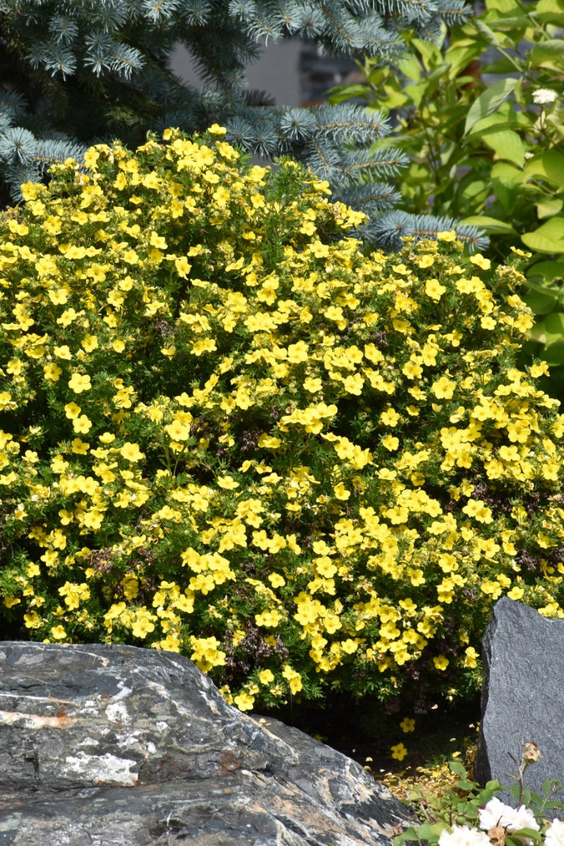 Potentilla, Gold Drop