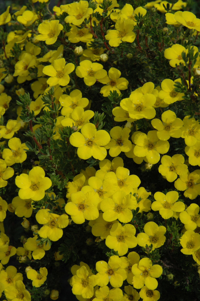 Potentilla, Gold Drop
