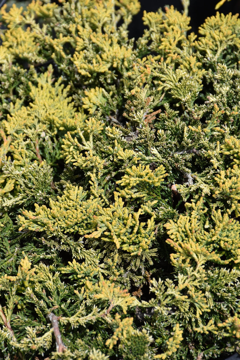 Juniper, Golden Carpet