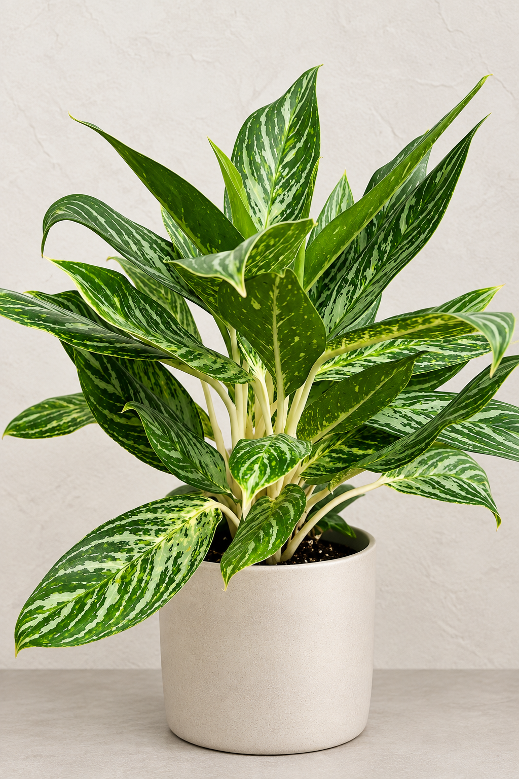 Chinese Evergreen, Golden Madonna 8"