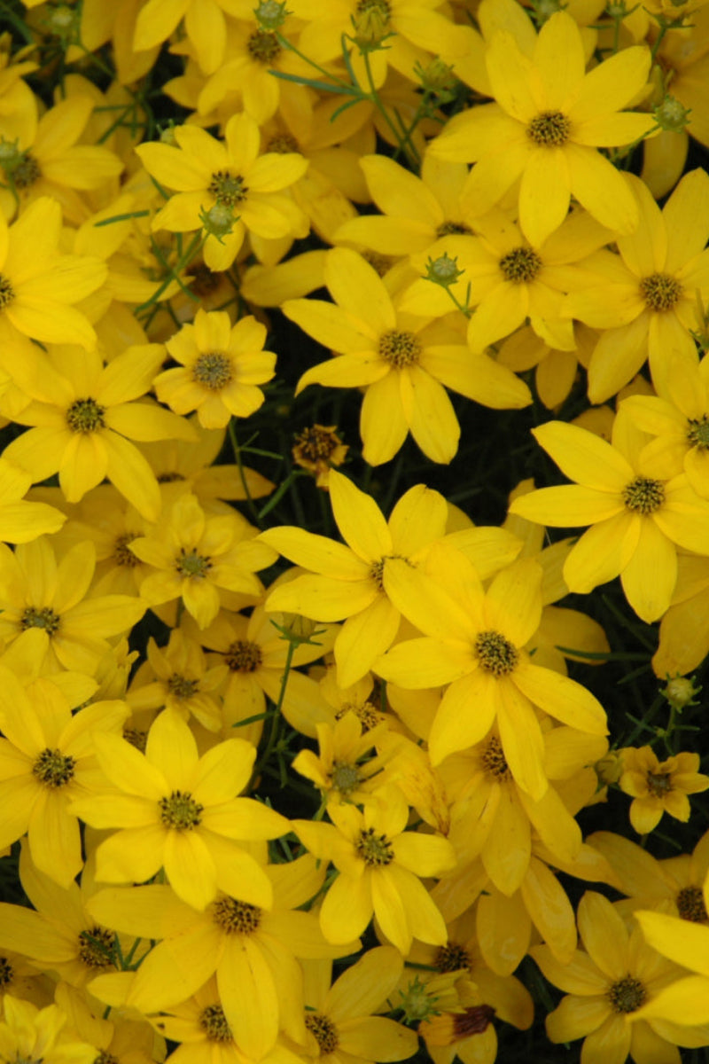 Coreopsis, Golden Showers