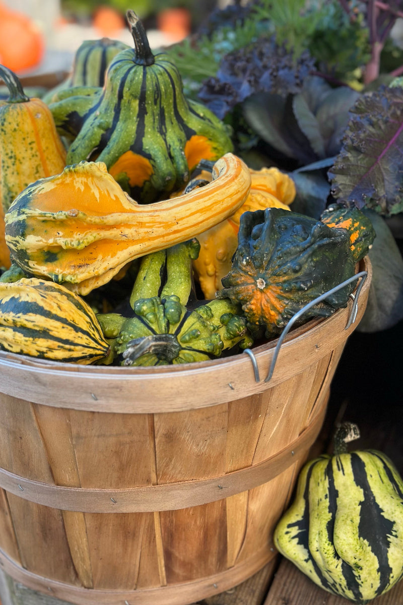 Gourd