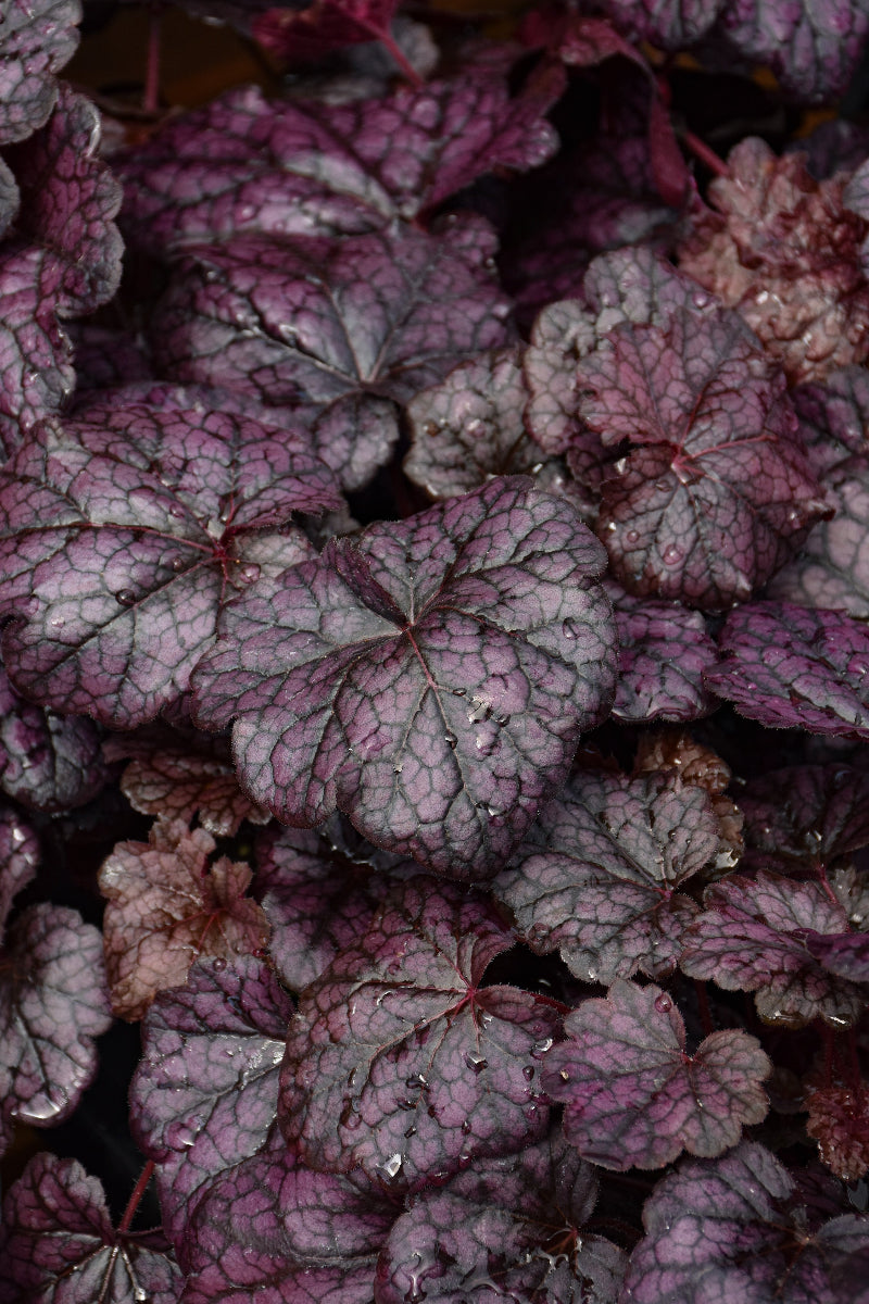 Coral Bells, Grape Expctatn