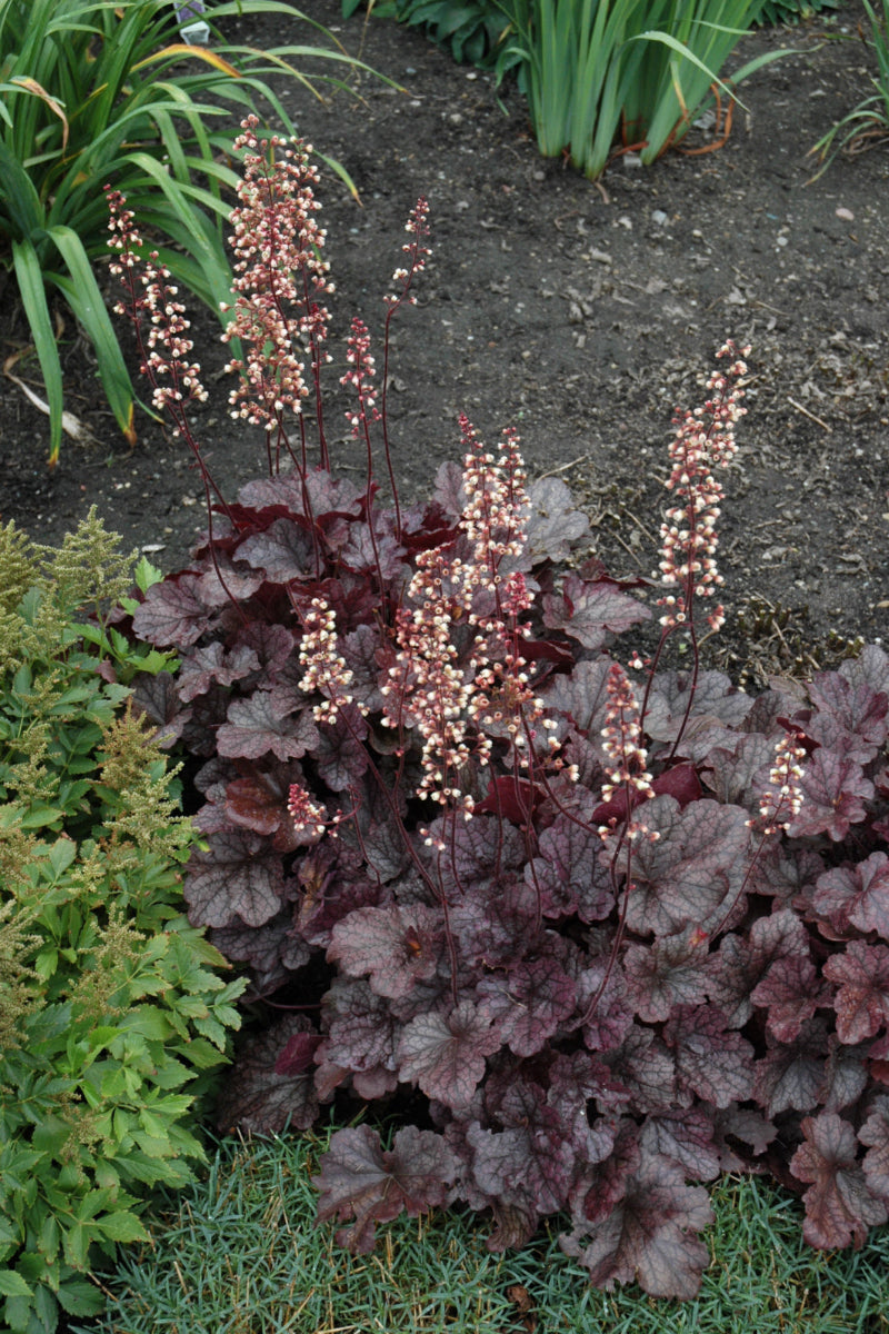Coral Bells, Grape Expctatn