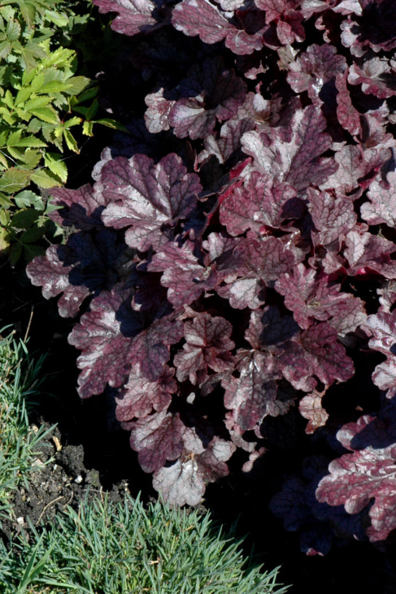 Coral Bells, Grape Expctatn