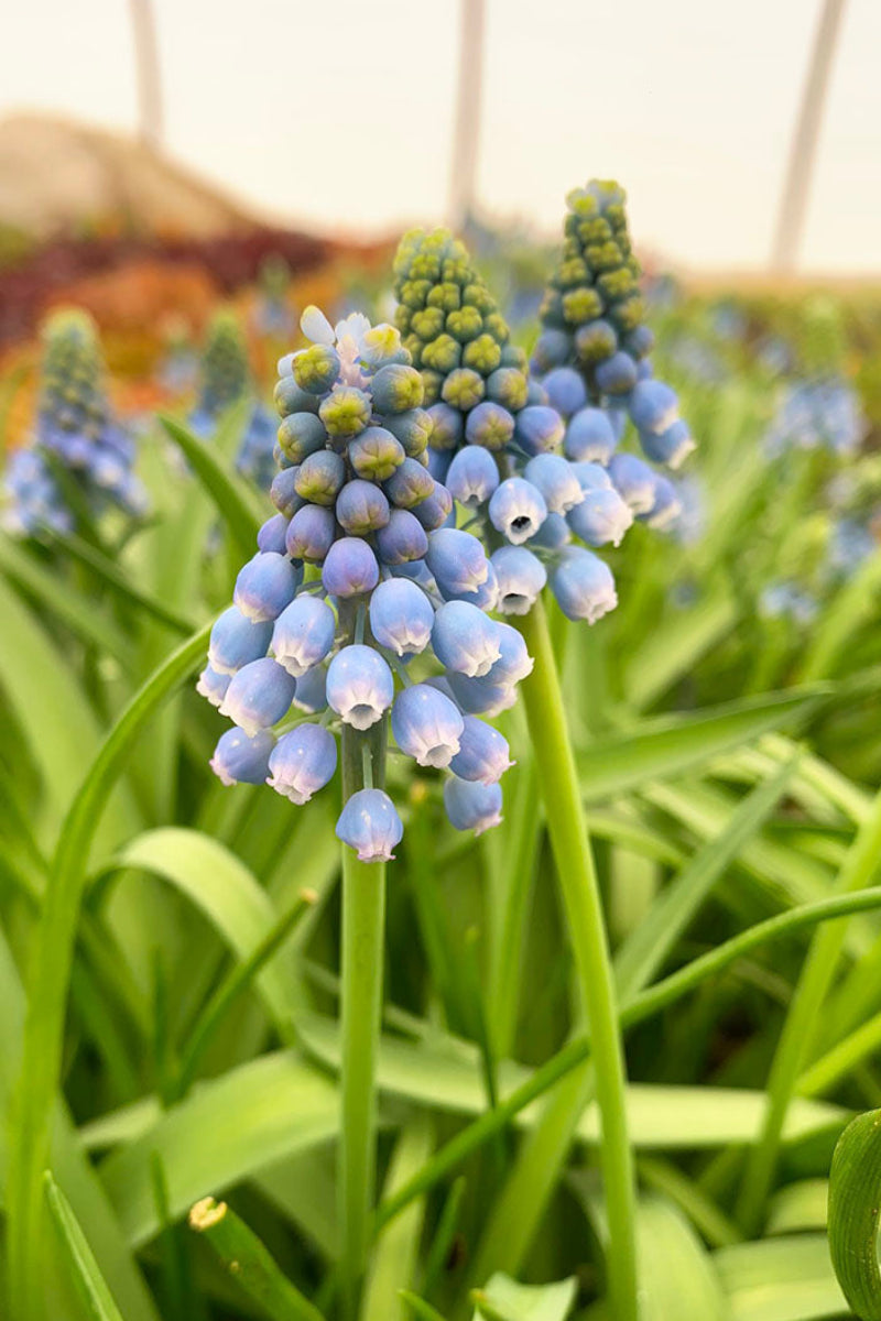 Muscari Grape Hyacinth