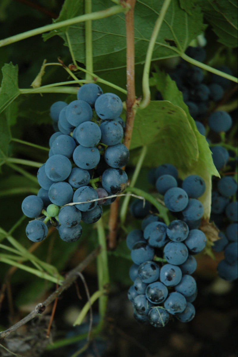Fruit, Grape Valient 1G
