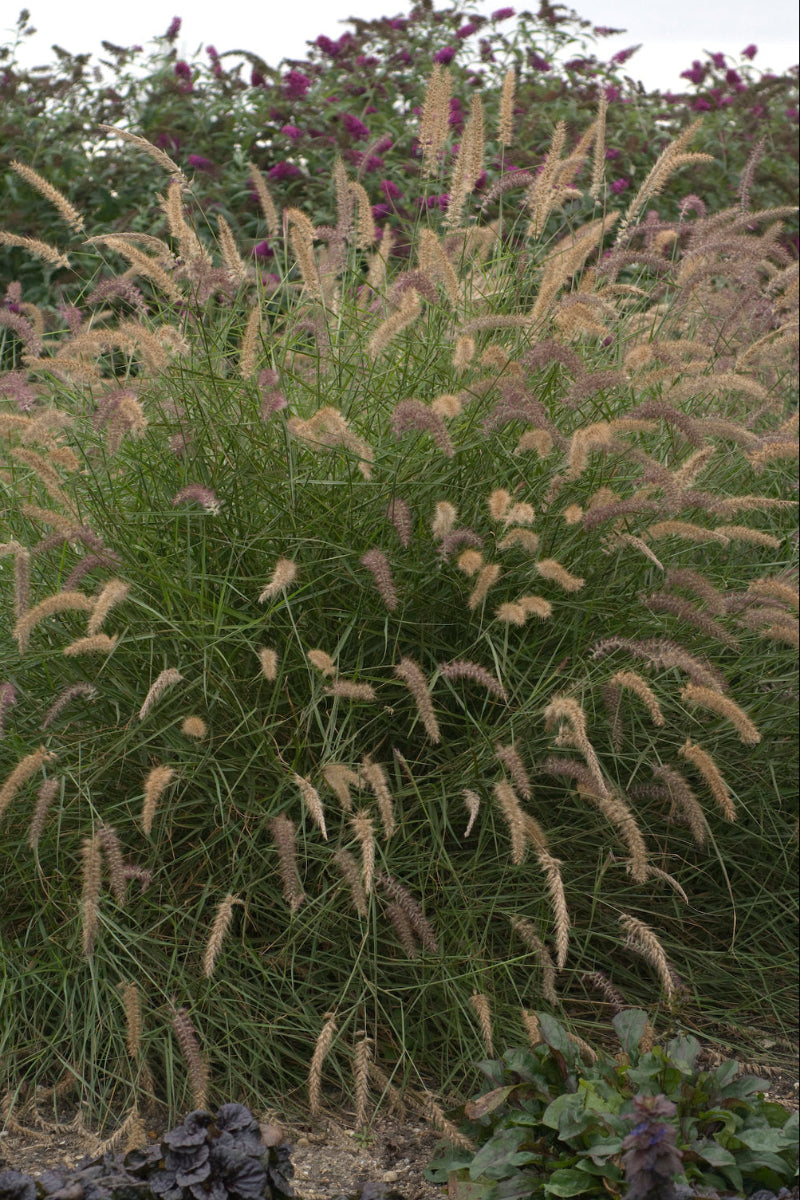 Grass, Karley Rose