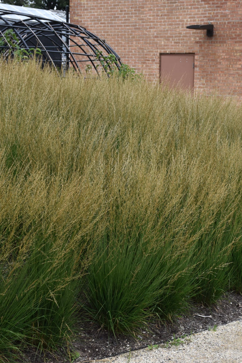 Grass, Moor Moorflamme