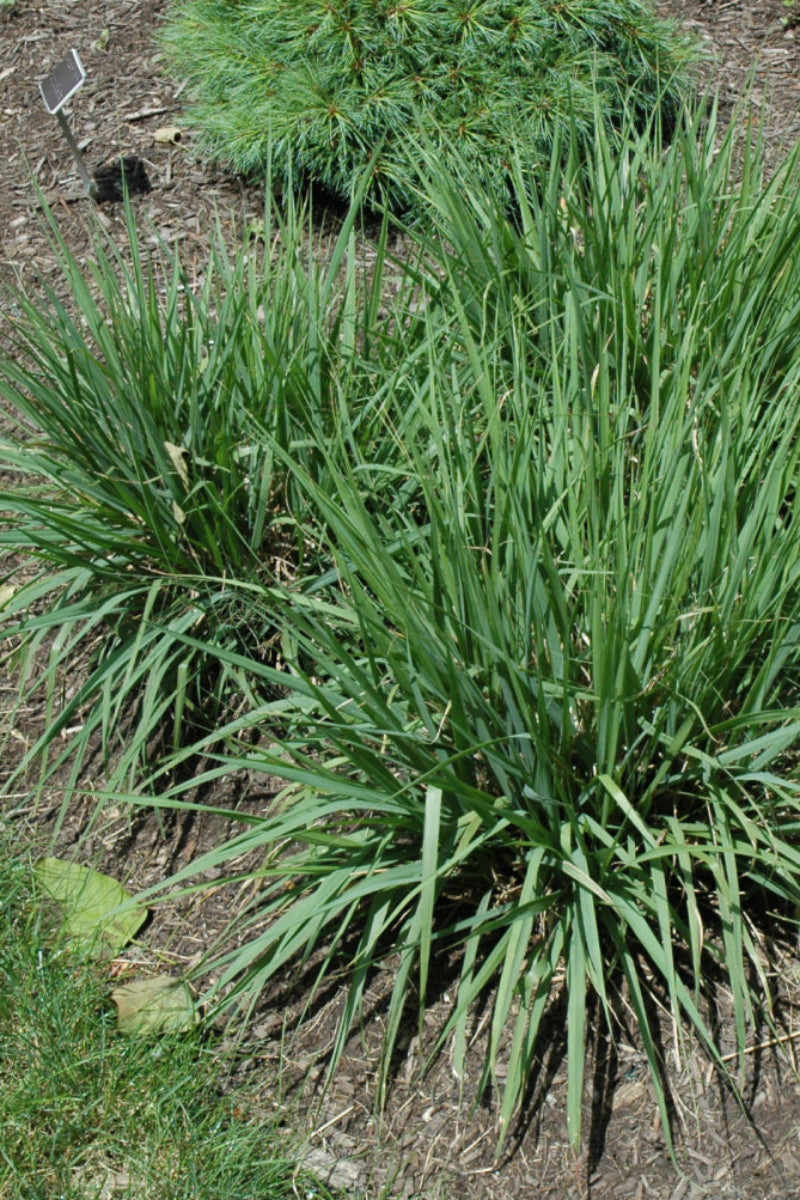 Grass, Purple Love