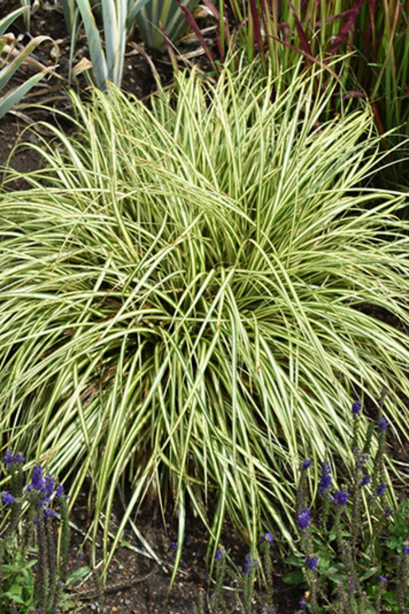 Grass, Sedge- Evergold