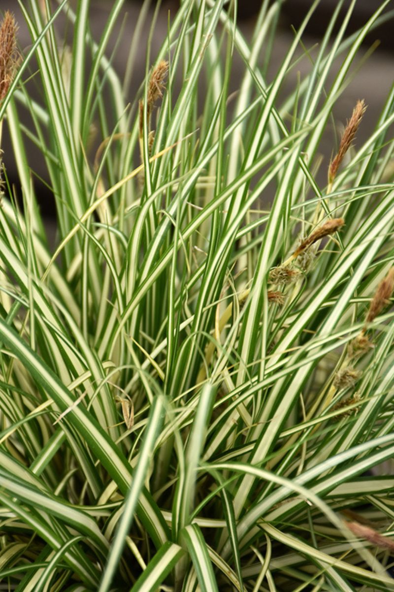 Grass, Sedge- Evergold