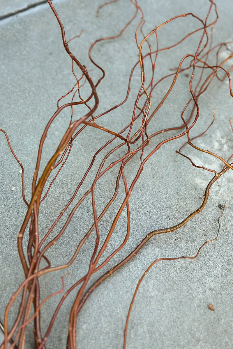Seasonal Stem, Curly Willow Green Small
