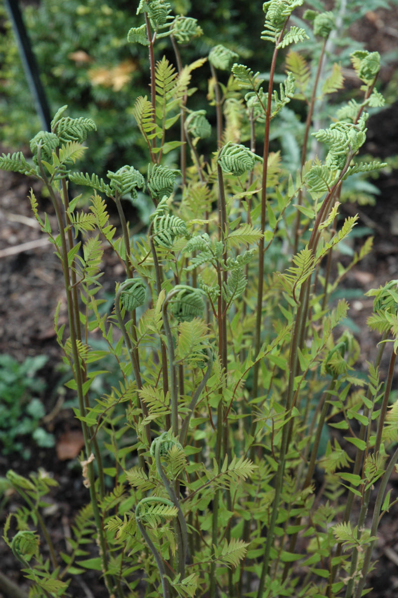 Fern, Hay-Scented