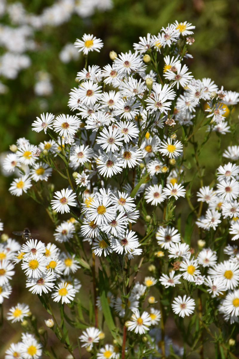 Aster, Heath