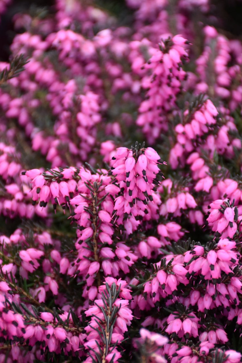 Winter Heath, Kramers Rote