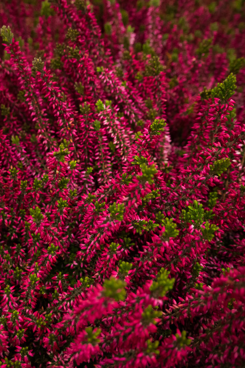 Calluna, Heather Red