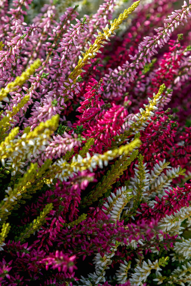 Heather Calluna, Pink Red White Combo