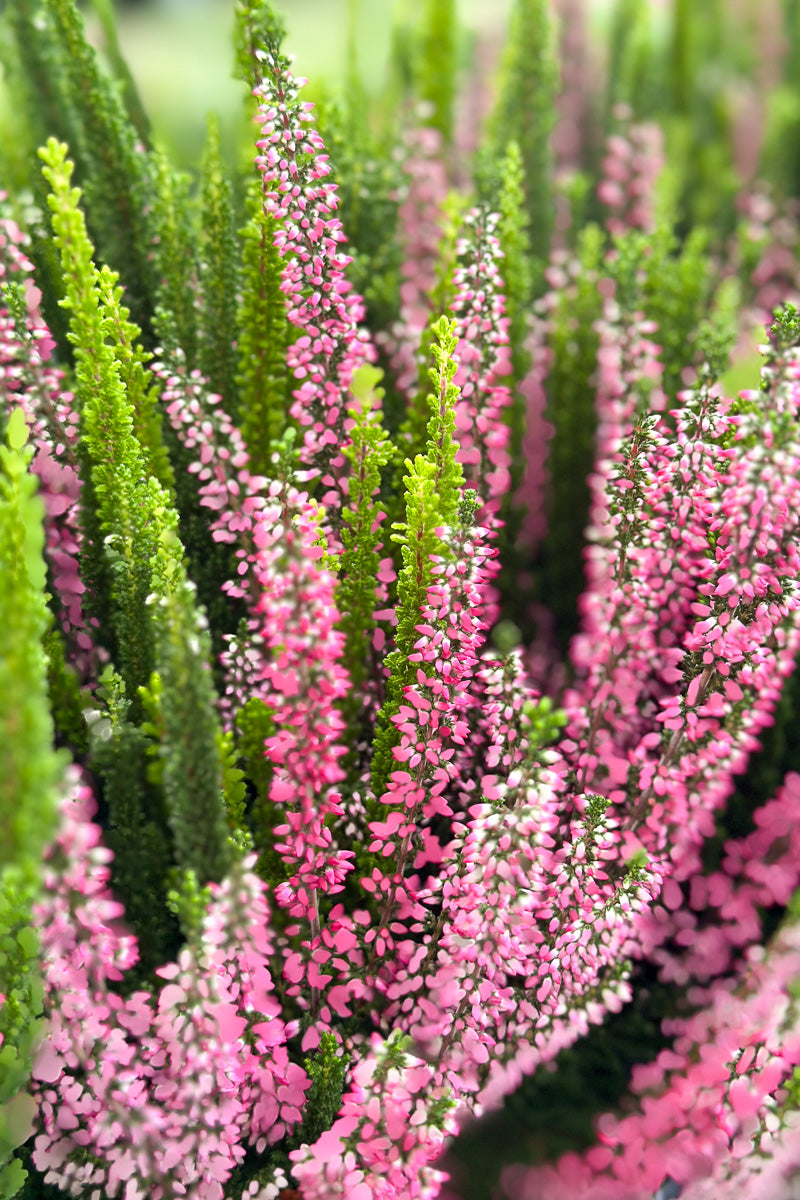 Heather, Calluna Skyline Trio Combo