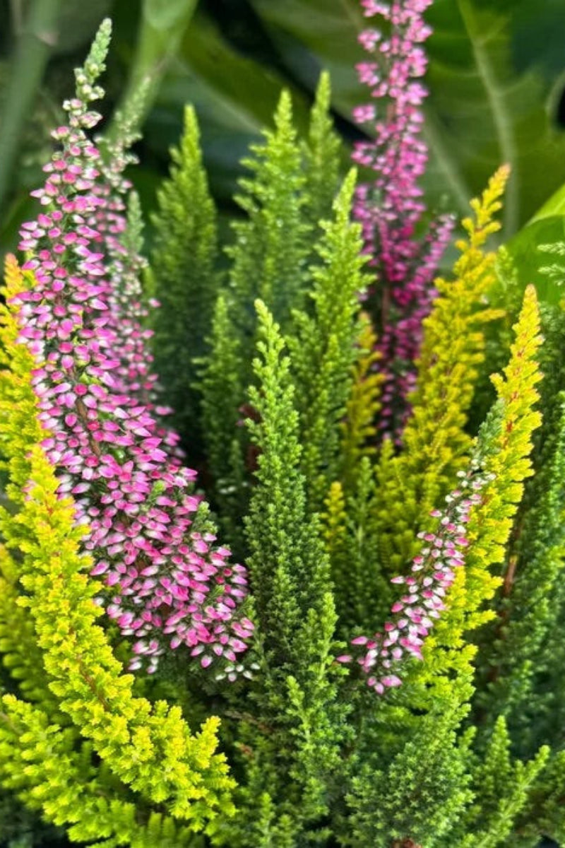 Heather, Calluna Skyline Trio Combo