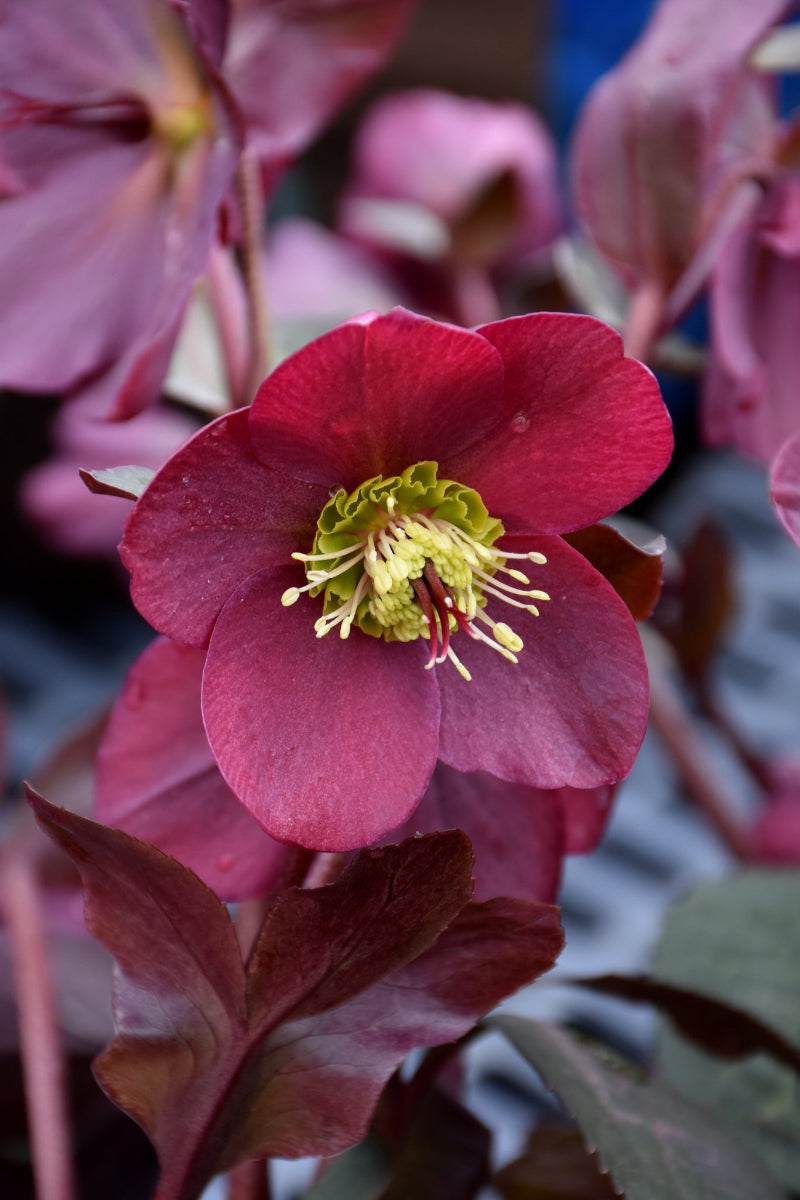 Hellebore, Anna's Red