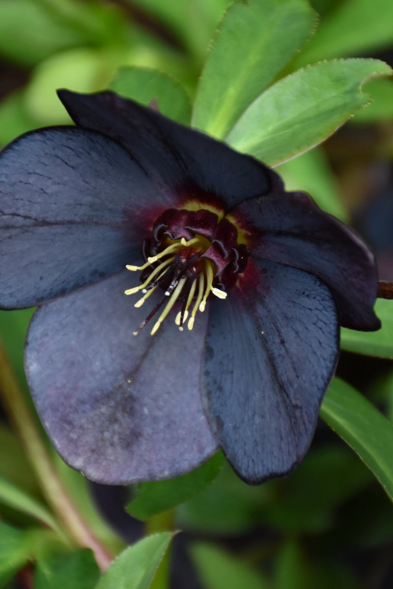 Lenten Rose, Black Diamond