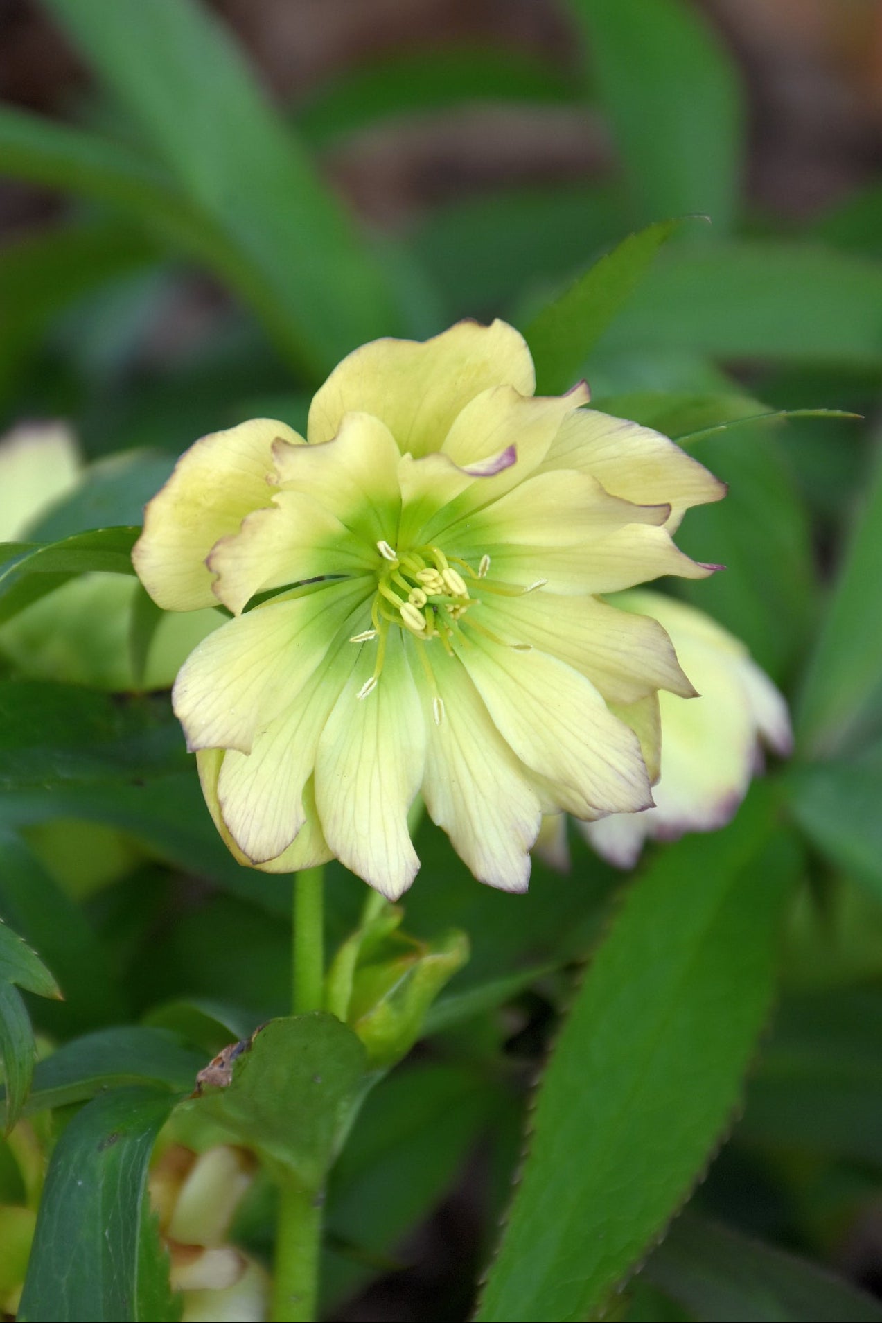 Lenten Rose, First Dance