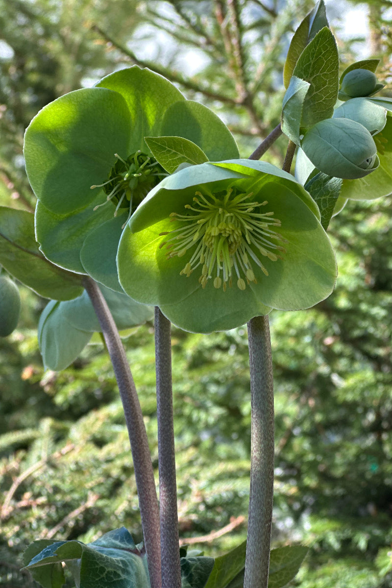 Lenten Rose, Illumi Lime