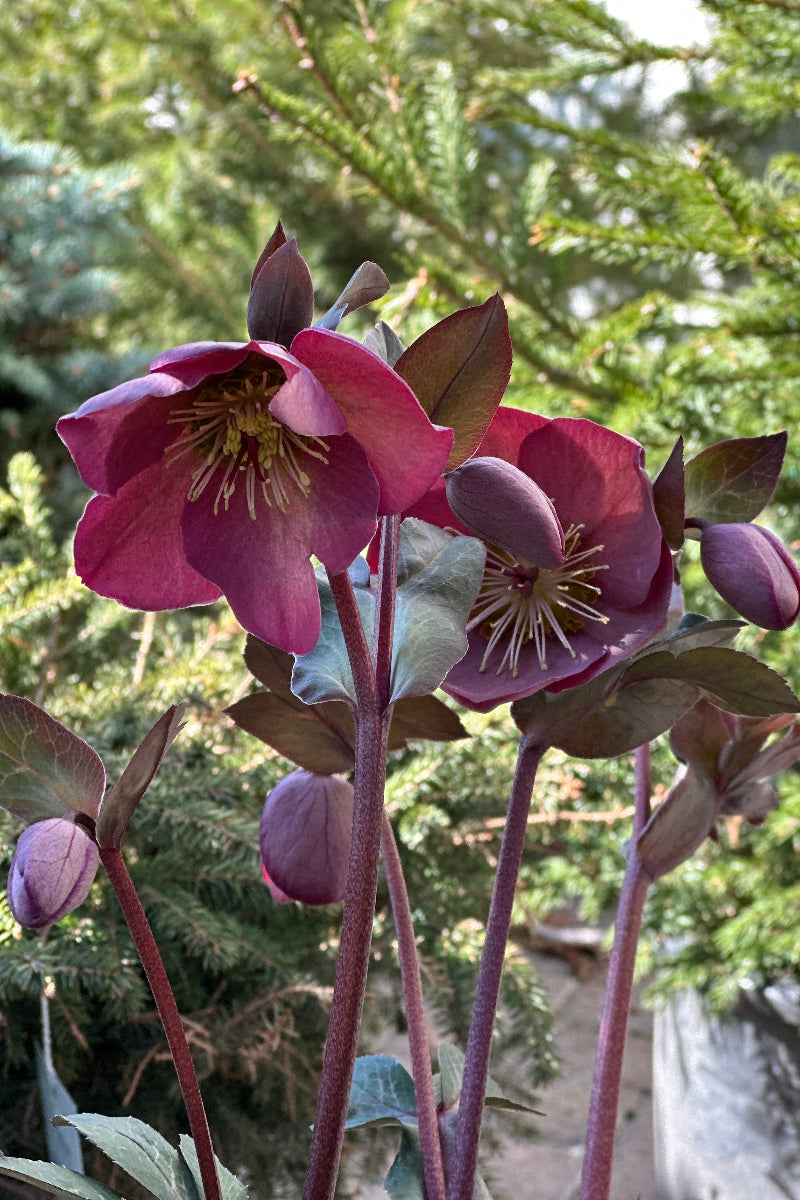 Lenten Rose, Pink