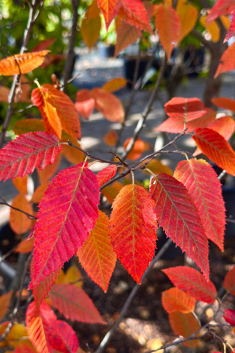 Hornbeam, Fire King