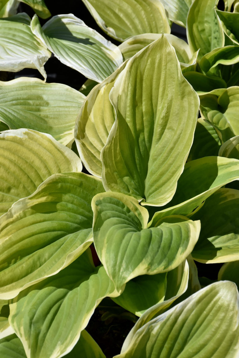 Hosta, Fragrant Dream