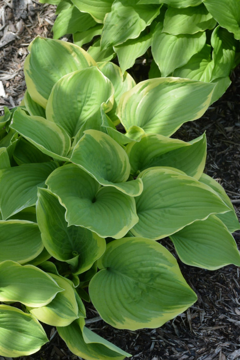 Hosta, Fragrant Dream