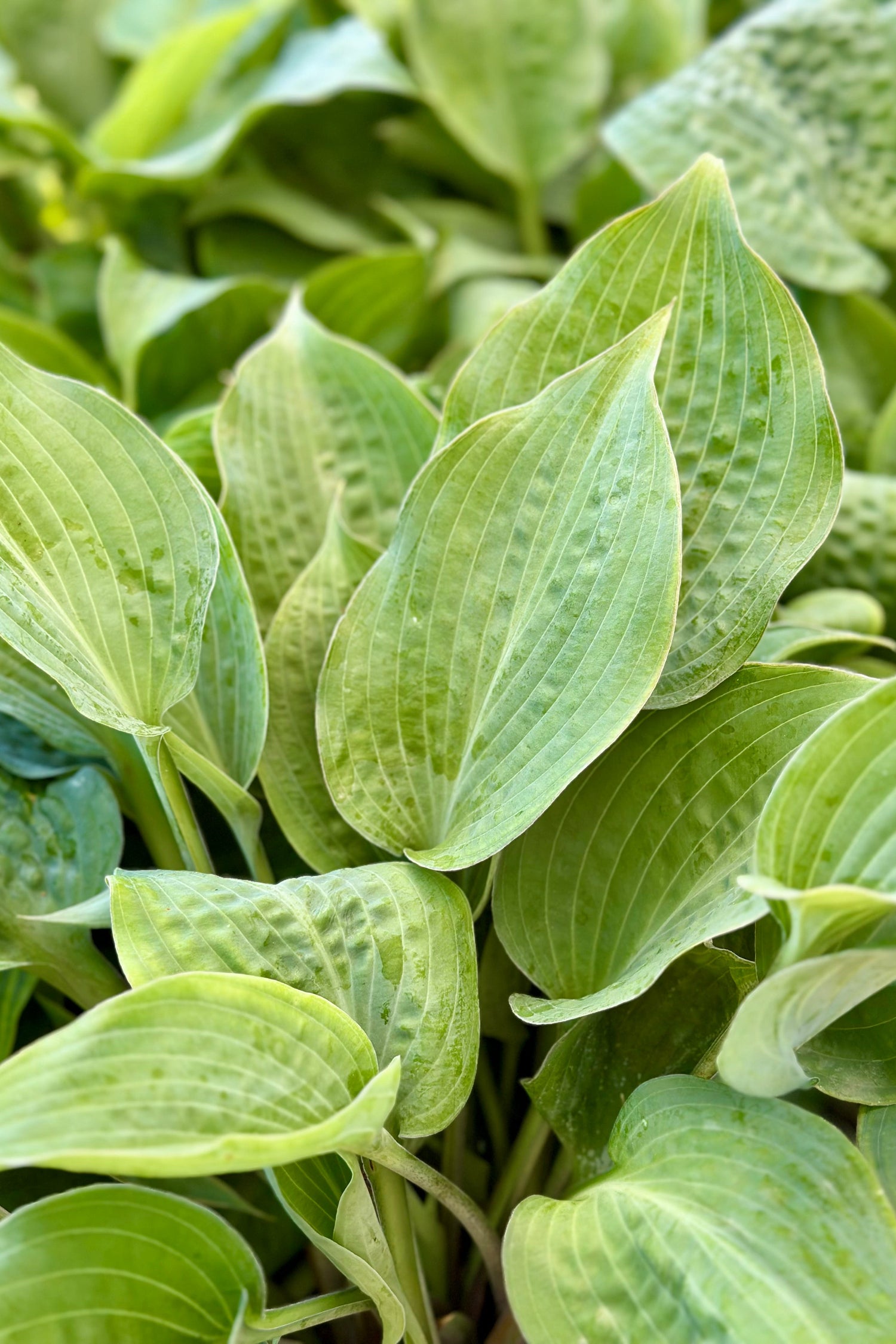 Hosta, Jane's Blush