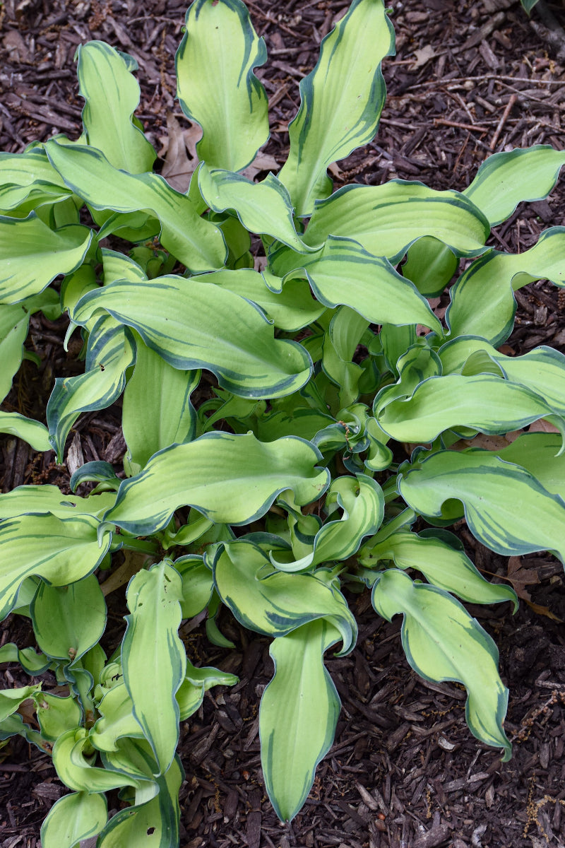 Hosta, Ripple Effect