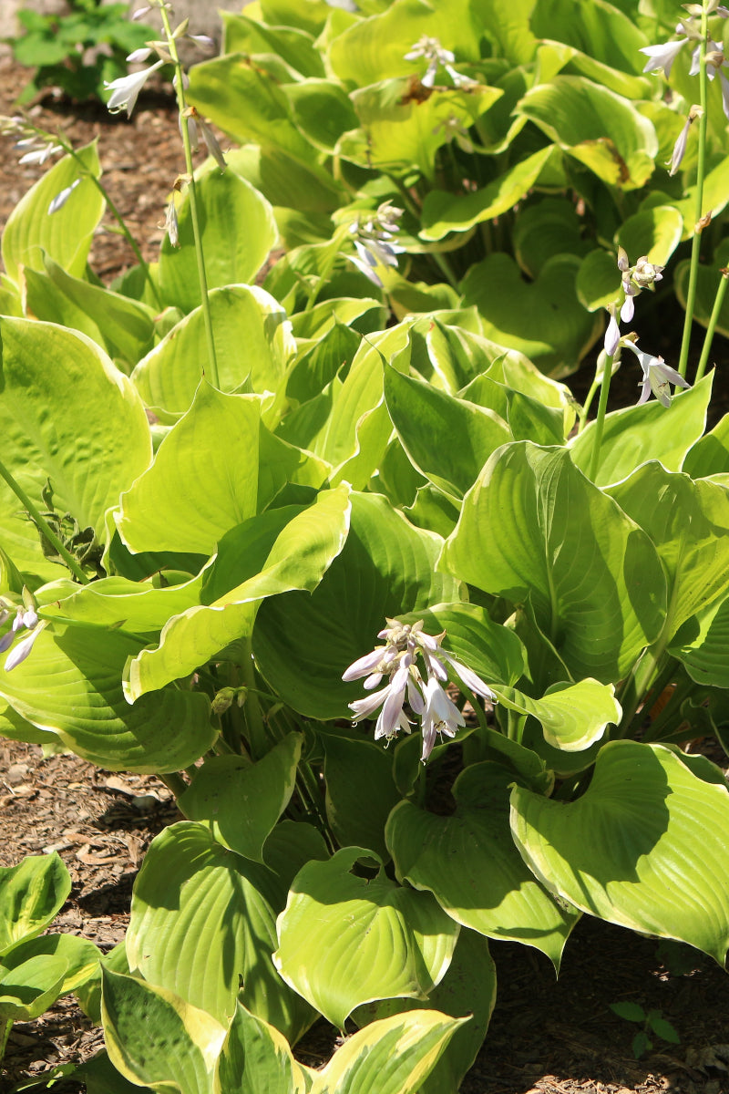 Hosta, Sunset Grooves
