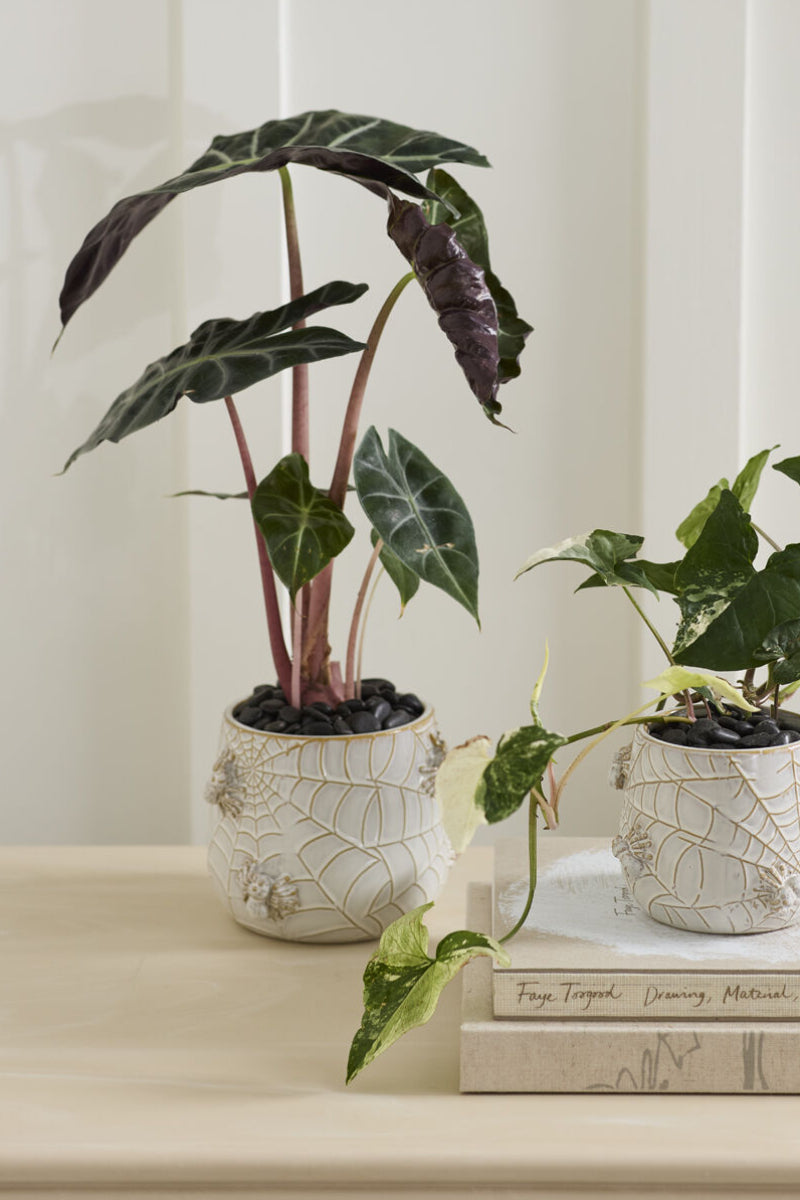 House Spider Pot 6"x5.25" Off White
