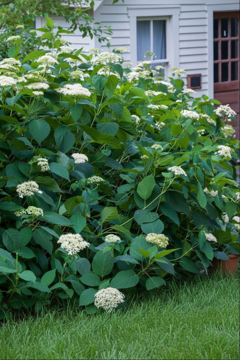 Hydrangea, Smooth Native