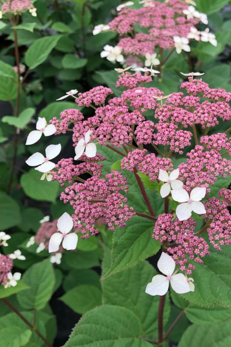 Hydrangea, Invincibelle Lace