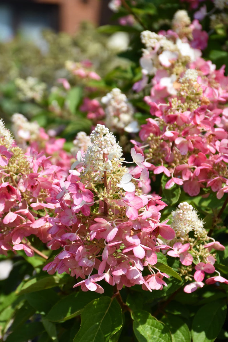 Hydrangea, Paniculata Flare