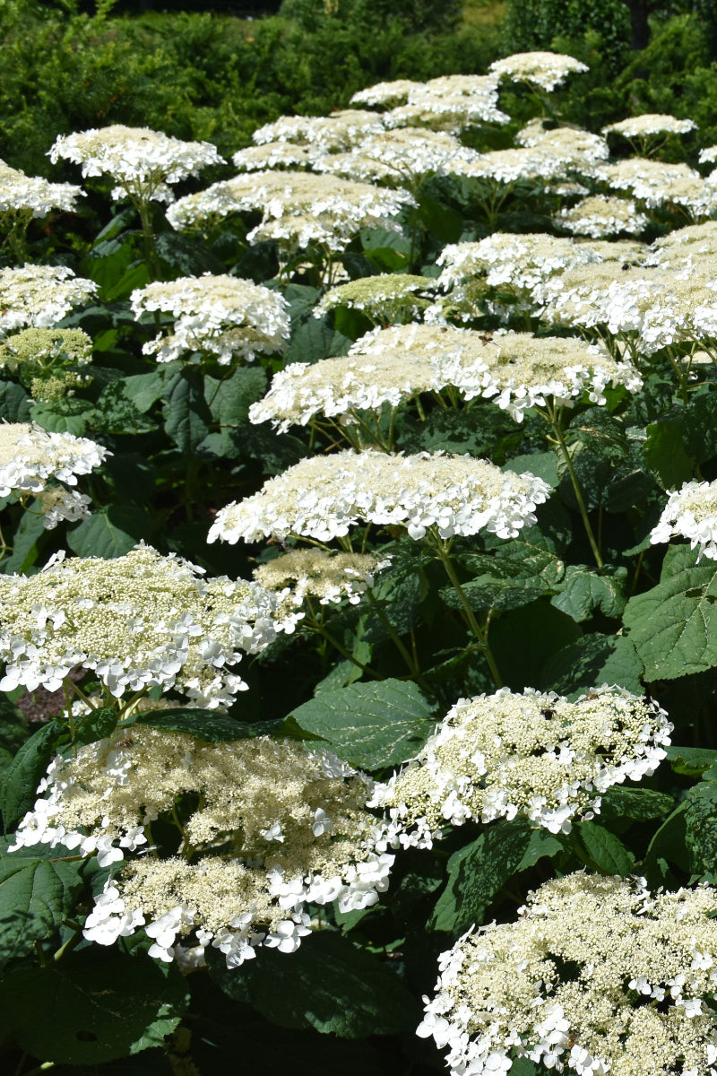 Hydrangea, Haas Halo