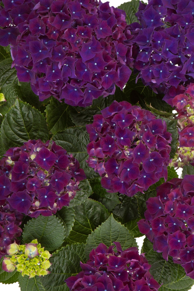 Hydrangea, Hi Fire Purple
