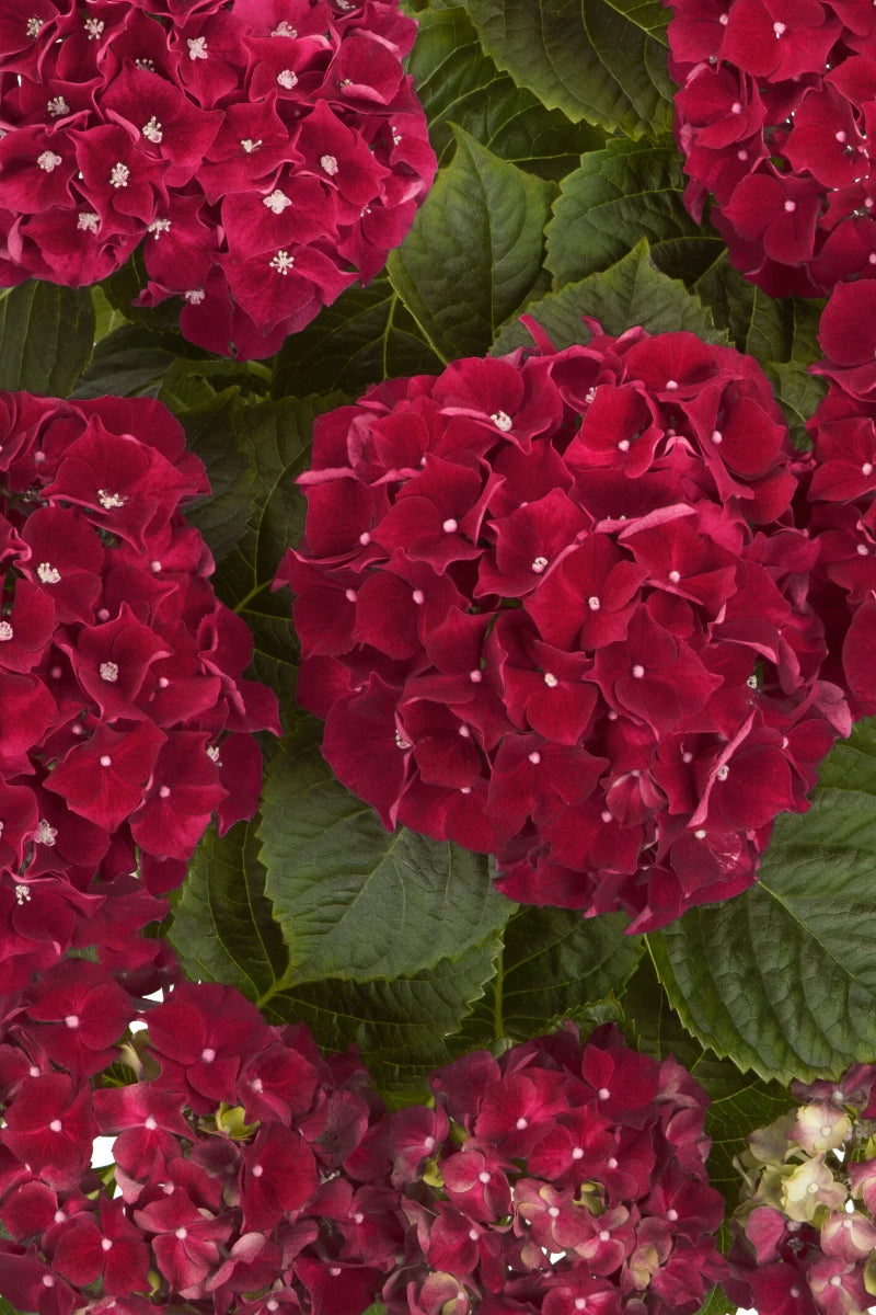 Hydrangea, Hi Fire Purple