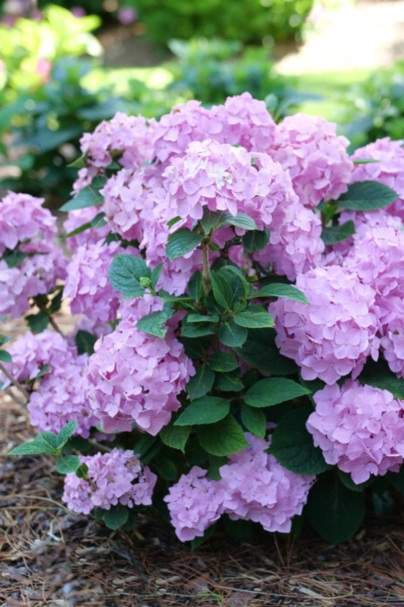 Hydrangea, Let's Dance Skyview
