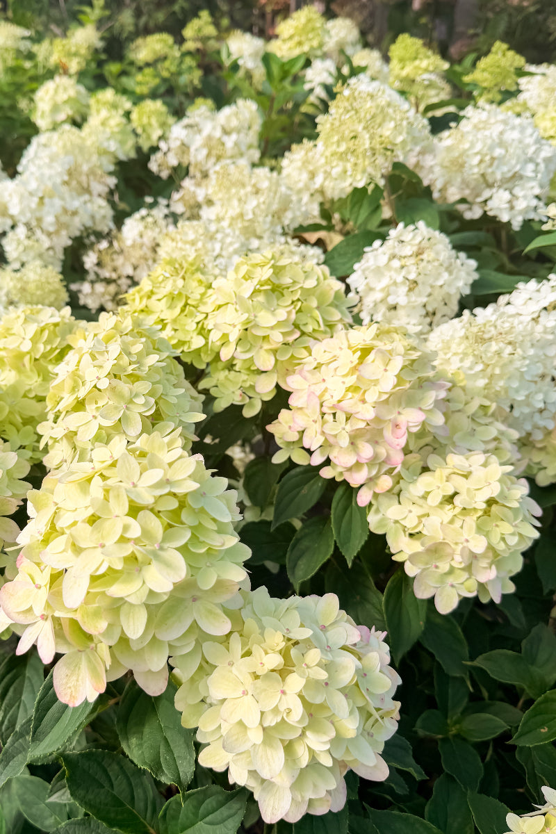 Hydrangea, Paniculata Limelight